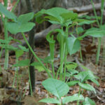 Jack in the Pulpit, Arisaema triphyllum