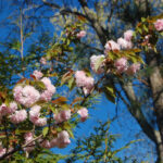 Kwanzan cherry, Prunus kanzan