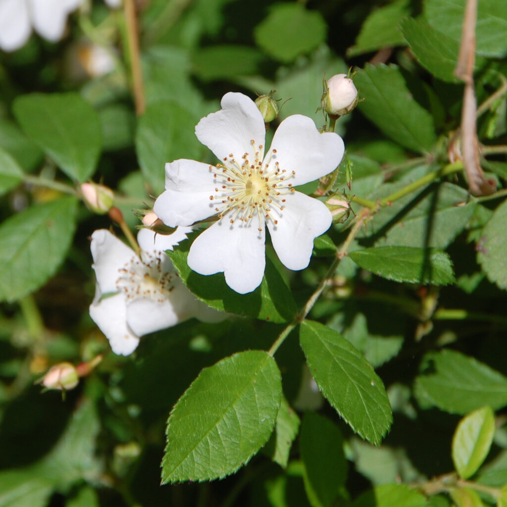 Multiflora rose, Rosa multiflora