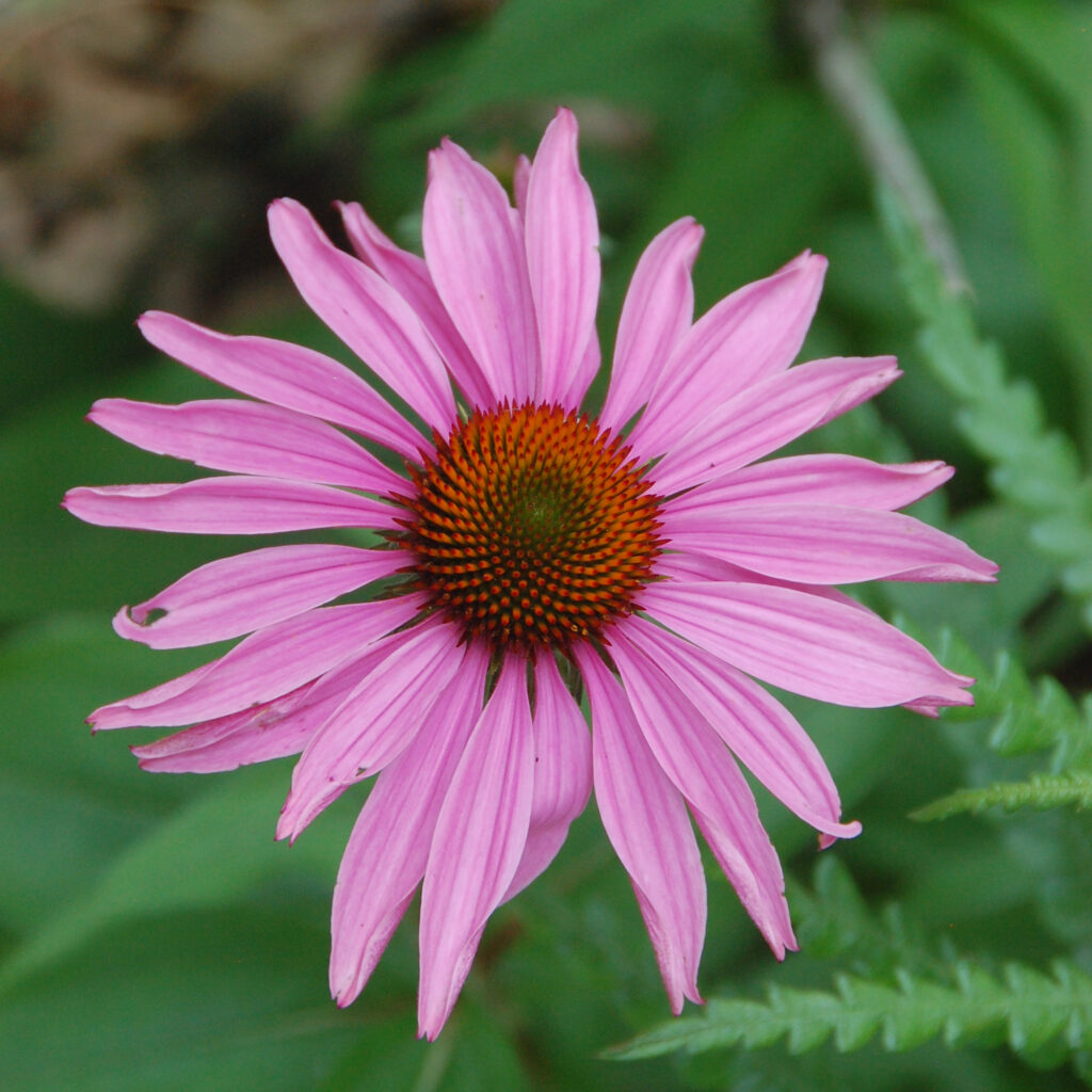 Purple coneflower, Echinacea purpurea