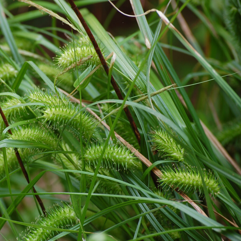 Sallow sedge, Carex lurida