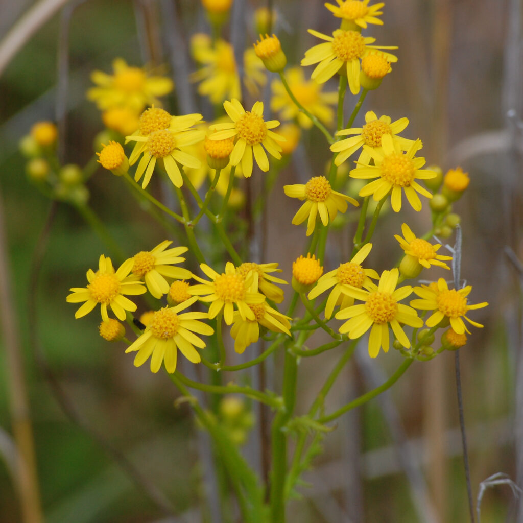 Small's ragwort, Packera anonyma