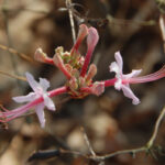 Wild azalea, Rhododendron periclymenoides