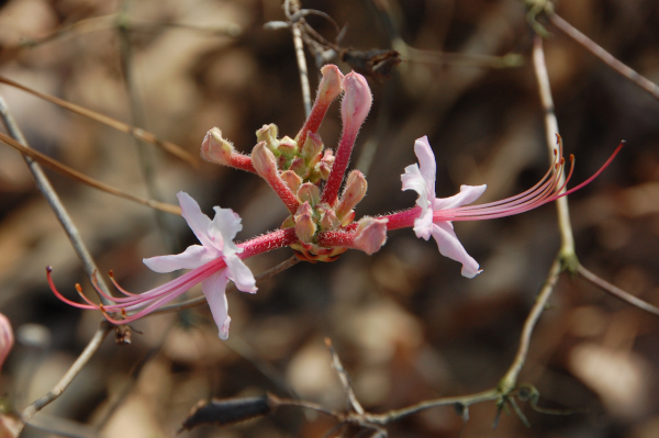 Wild azalea, Rhododendron periclymenoides