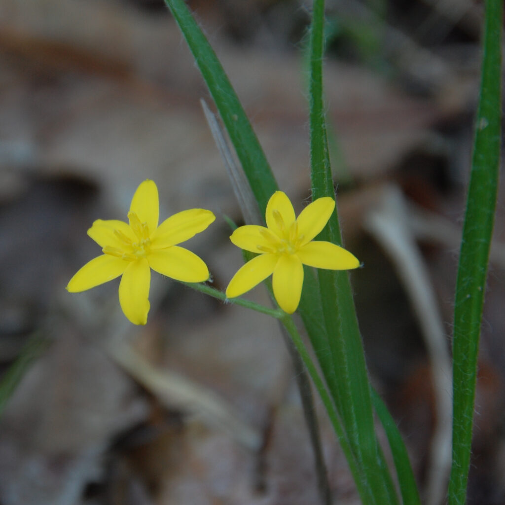 Yellow star-grass, Hypoxis hirsuta