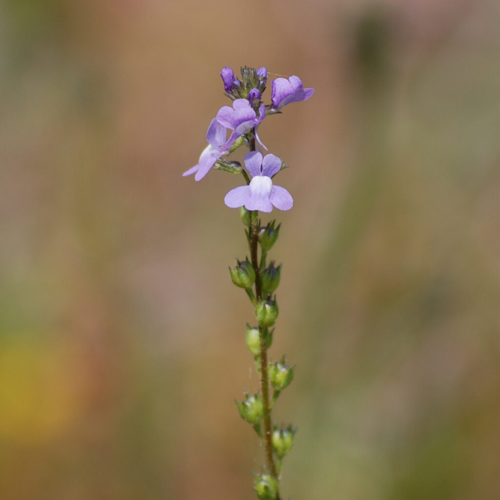 Blue Toadflax, Nuttallanthus canadensis