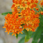 Butterfly milkweed, Asclepias tuberosa