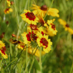 Calliopsis, Coreopsis tinctoria