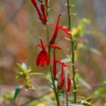 Cardinal flower, Lobelia cardinalis