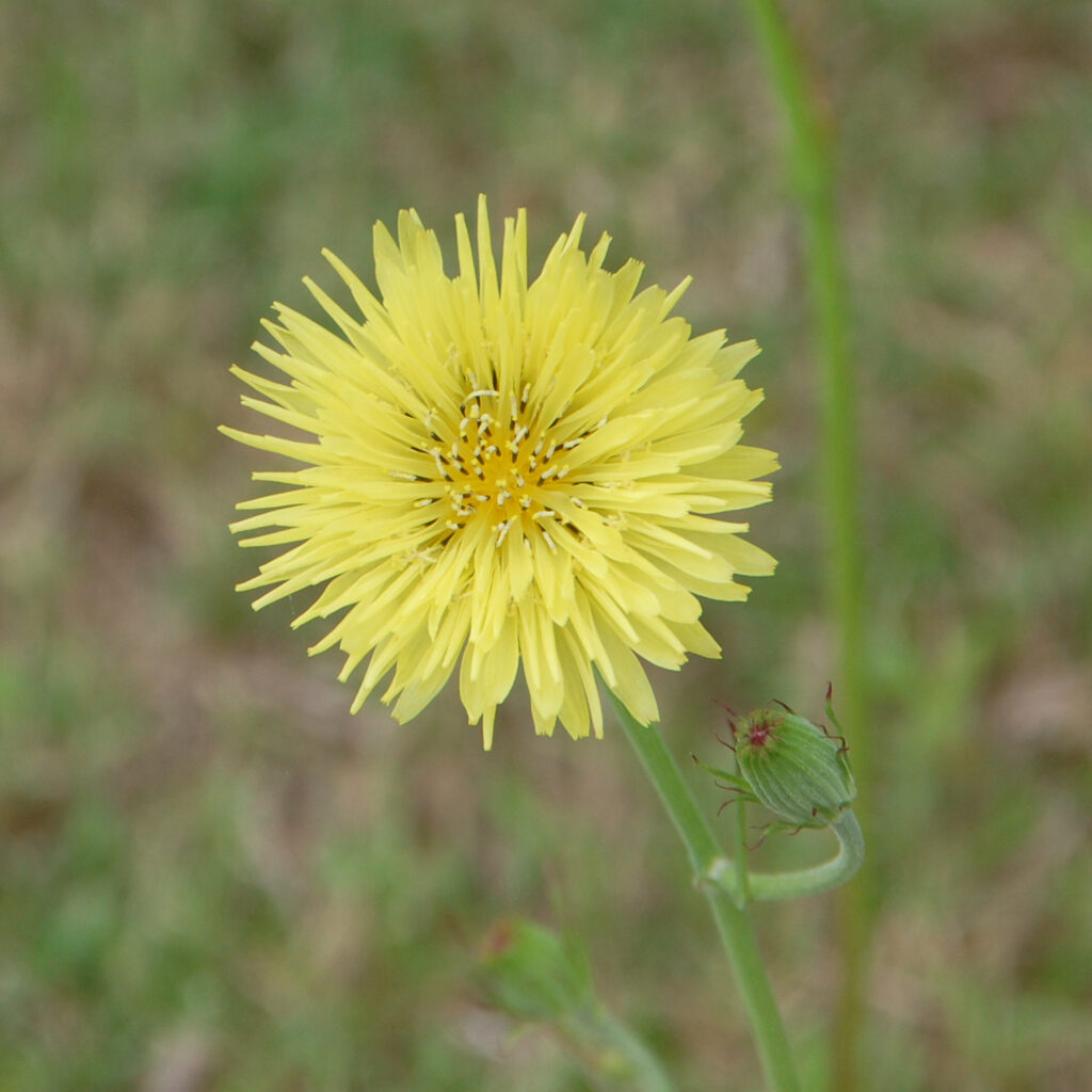 Carolina false dandelion, Pyrrhopappus carolinianus