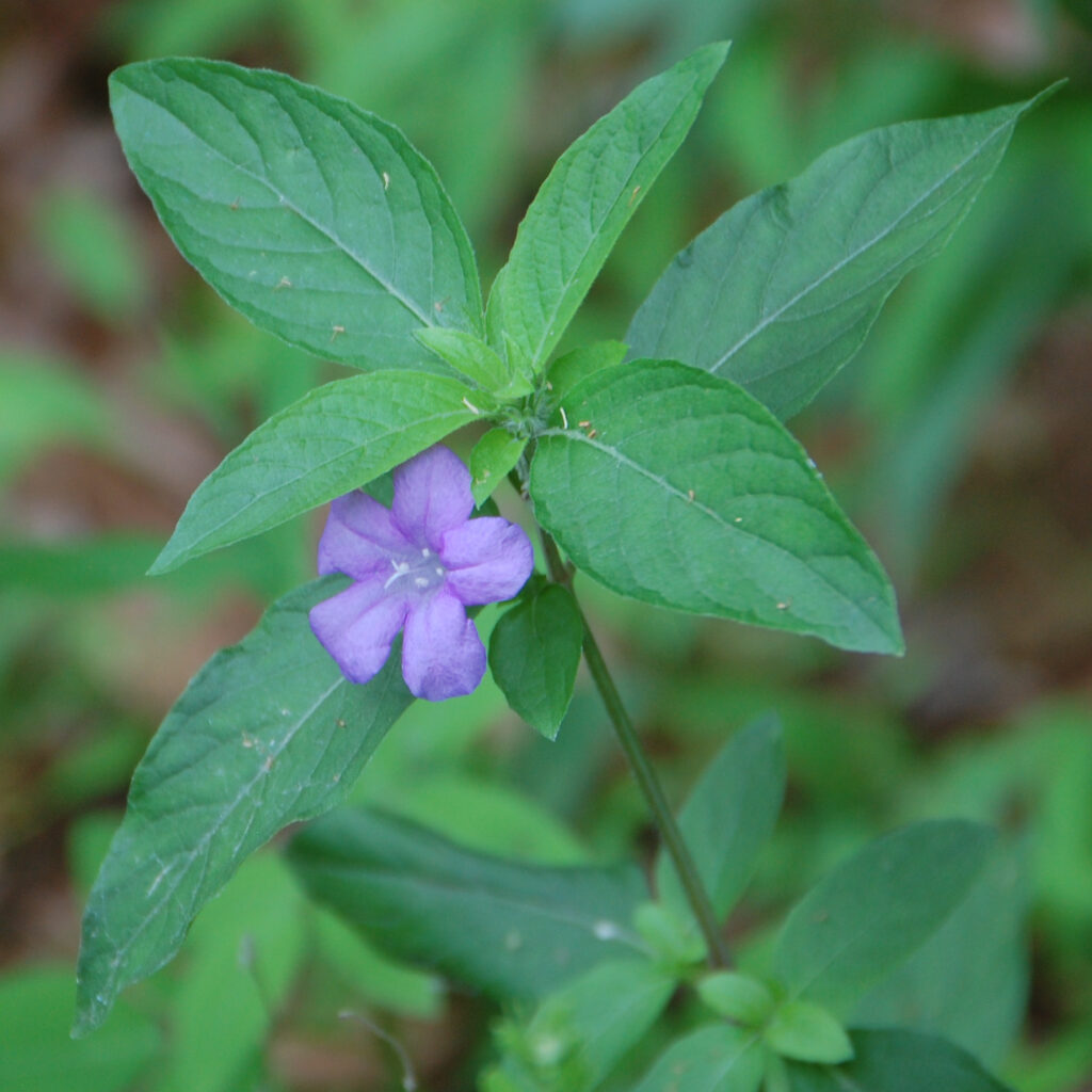 Carolina Wild Petunia, Ruellia caroliniensis