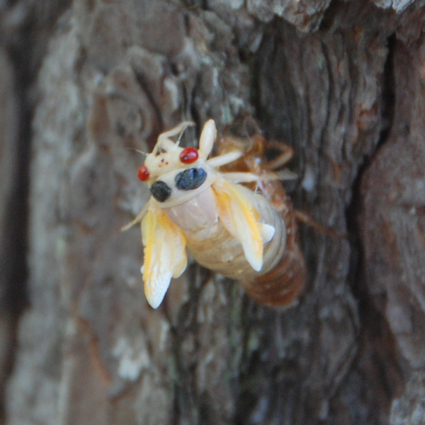 Periodical Cicada, Brood XIX, Magicicada, molting