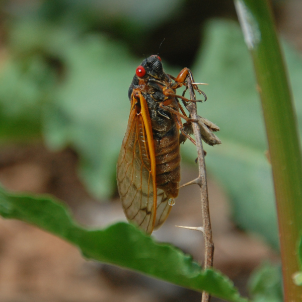 Periodical Cicada, Brood XIX, Magicicada