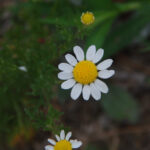 Corn chamomile, Anthemis arvensis