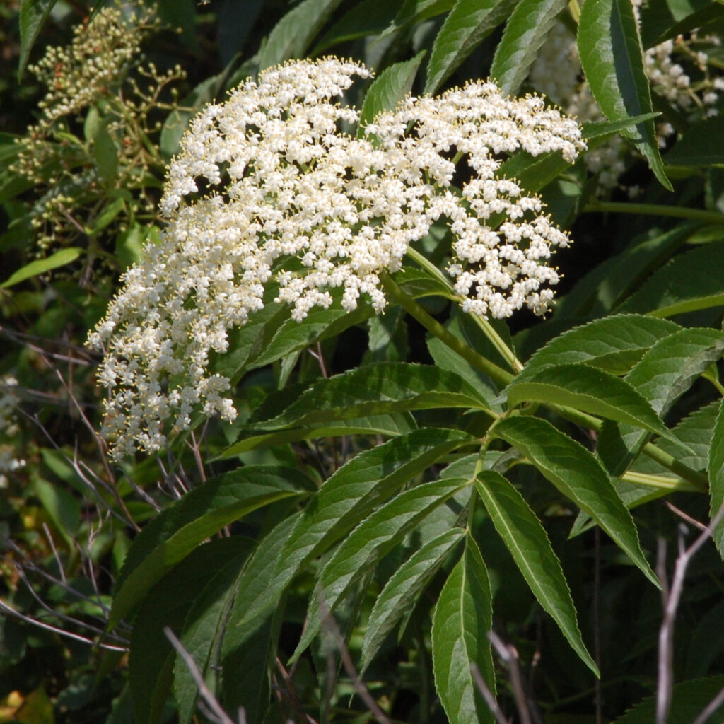 Elderberry, Sambucus canadensis