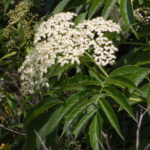 Elderberry, Sambucus canadensis