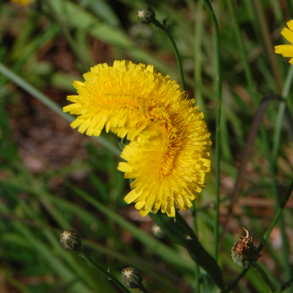 Plant fasciation, Hairy cat's-ear, Hypochaeris radicata