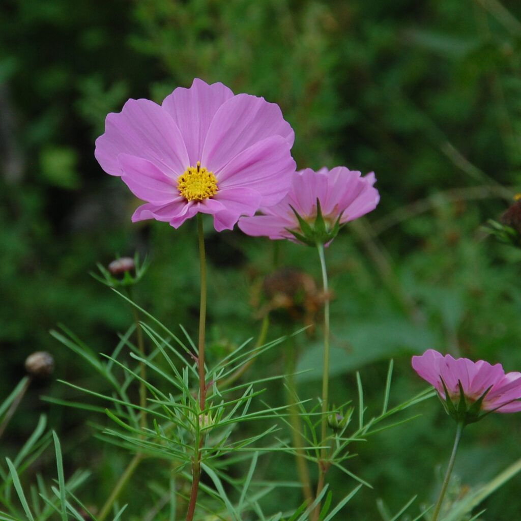 Garden Cosmos, Cosmos bipinnatus