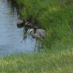 Great Blue Heron, Ardea herodias, and frog