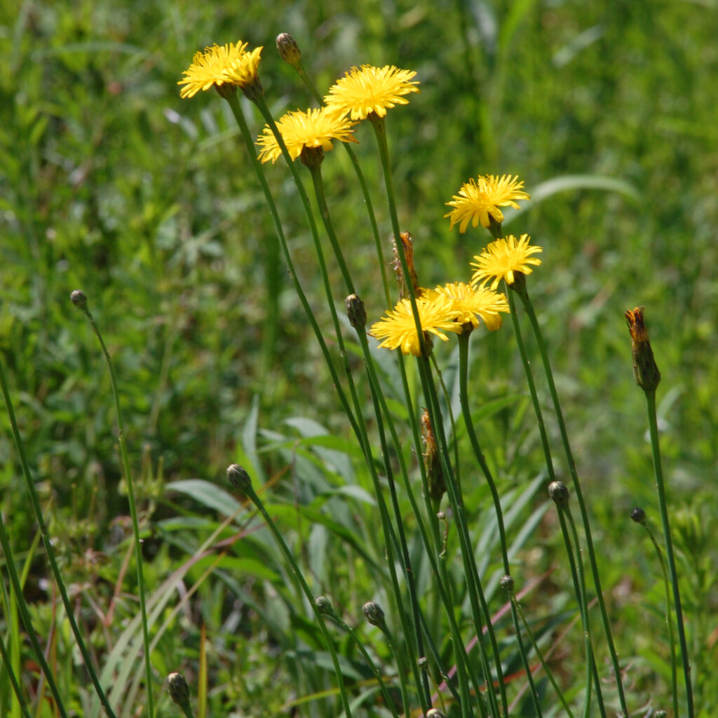 Hairy Cat's-ear, Hypochaeris radicata