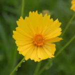 Lanceleaf coreopsis, Coreopsis lanceolata