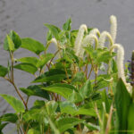 Lizard's-tail, Saururus cernuus