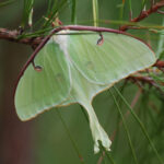 Luna Moth, Actias luna