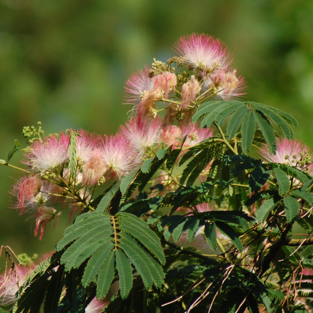 Mimosa tree, Albizia julibrissin