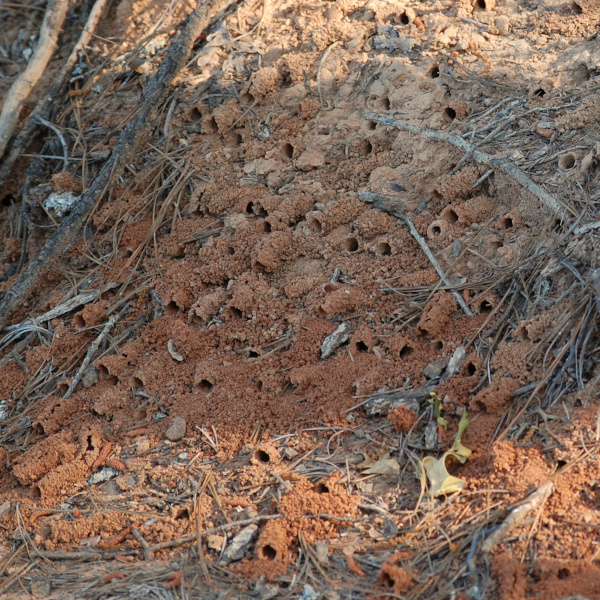 Miner Bee tunnel, Andrena