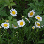 Ox-eye daisy, Leucanthemum vulgare