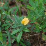 Pencil-flower, Stylosanthes biflora