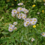 Philadelphia fleabane, Erigeron philadelphicus