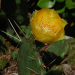 Prickly Pear Cactus, Opuntia cespitosa