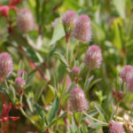 Rabbitfoot clover, Trifolium arvense