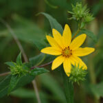 Rough Sunflower, Helianthus divaricatus