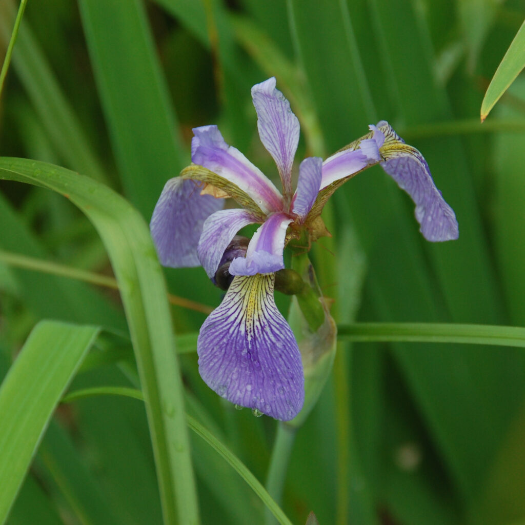 Slender Blue Iris, Iris prismatica