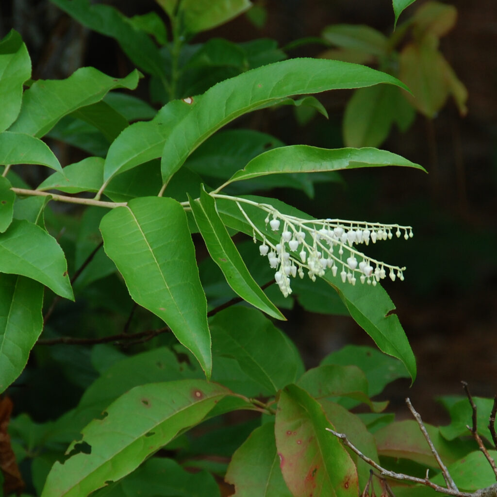 Sourwood tree, Oxydendrum arboreum