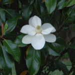 Southern Magnolia, Magnolia grandiflora