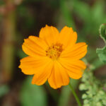 Sulphur Cosmos, Cosmos sulphureus