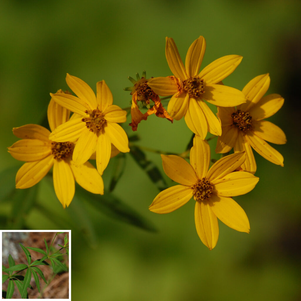 Whorled Coreopsis, Coreopsis major