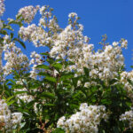 Crape Myrtle, Lagerstroemia indica