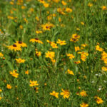 Coreopsis