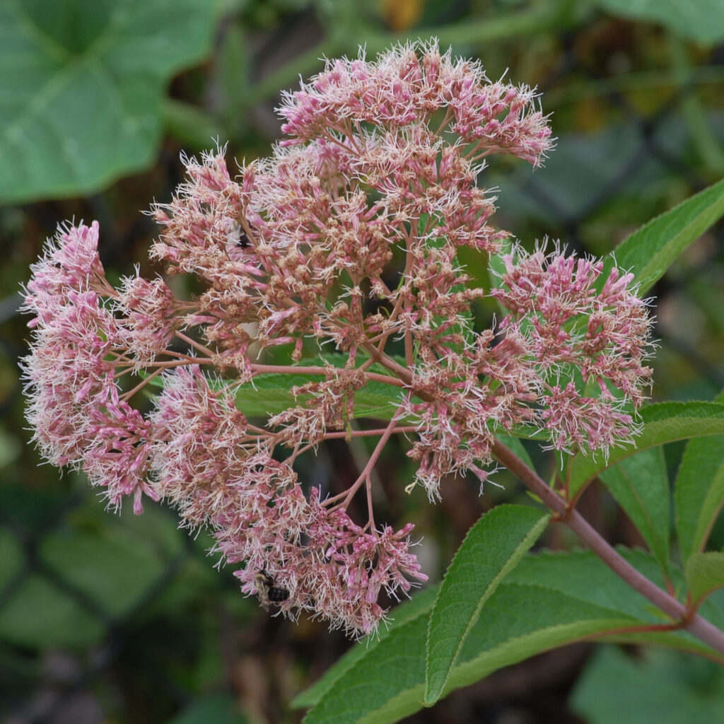 Hollow Joe-Pye-Weed, Eutrochium fistulosum