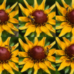 Ligated Furrow Bee, Halictus ligatus, on Black-eyed Susan, Rudbeckia hirta