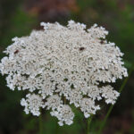 Queen Anne's Lace, Daucus carota