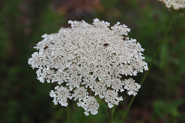 Queen Anne's Lace, Daucus carota