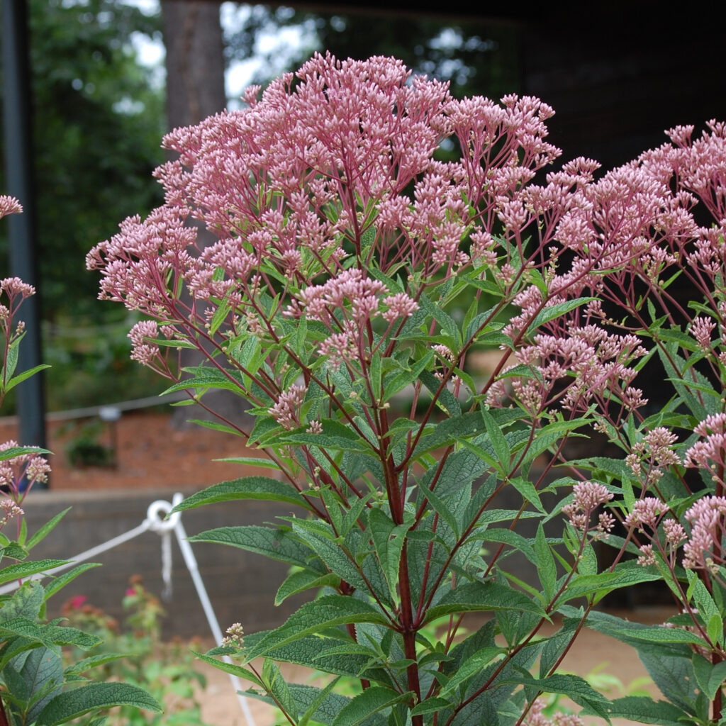 Spotted Joe-Pye-Weed, Eutrochium maculatum