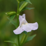 Winged Monkey-Flower, Mimulus alatus