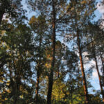 Early morning light on pine trees