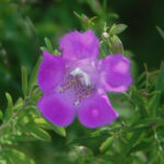 Common agalinis, Agalinis purpurea